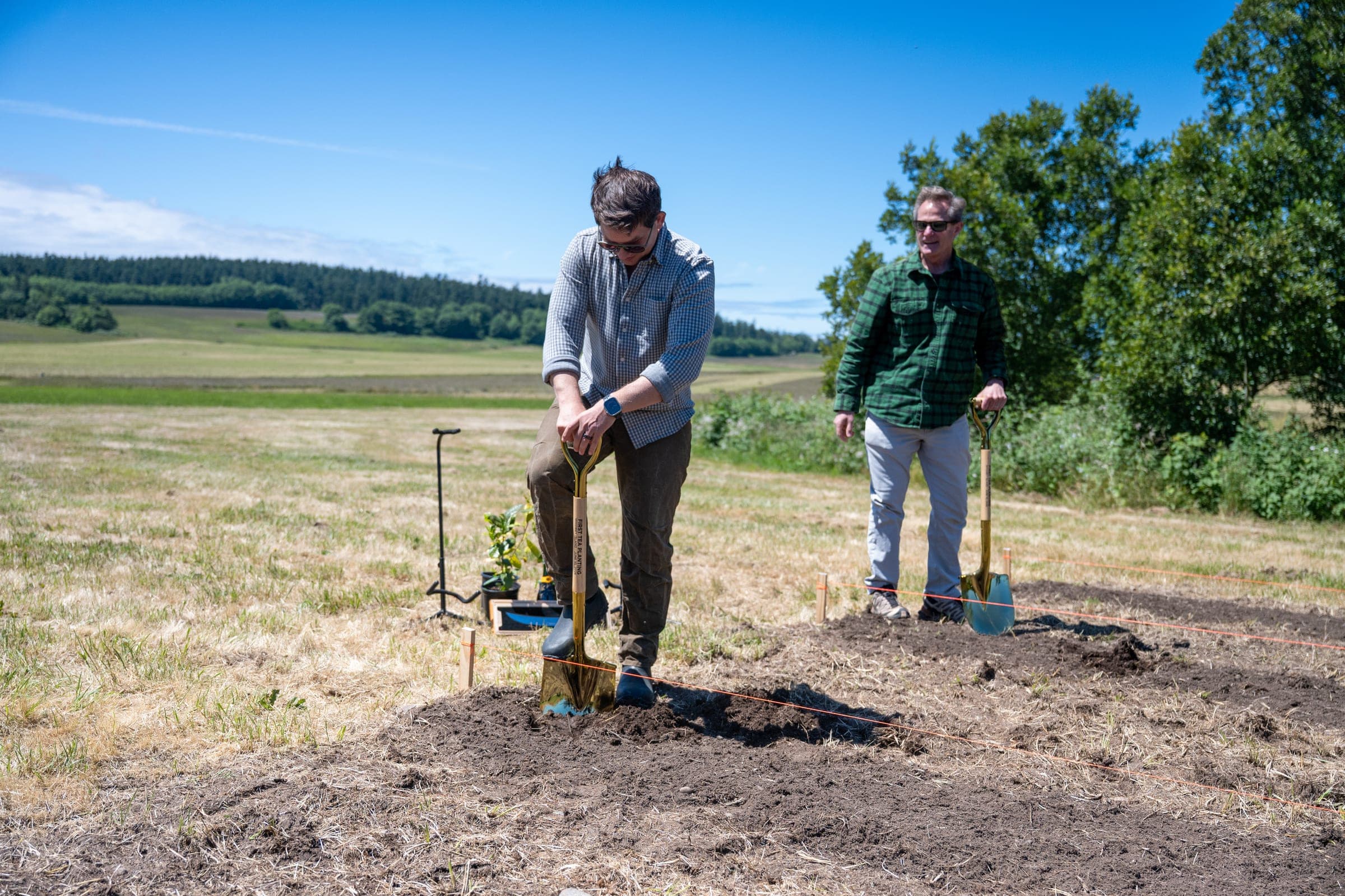Luke Larson and Fife Symington planting tea at Vale Farms on Whidbey Island